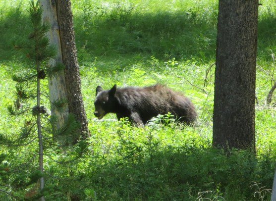 Black Bear in Grand Teton National Park.