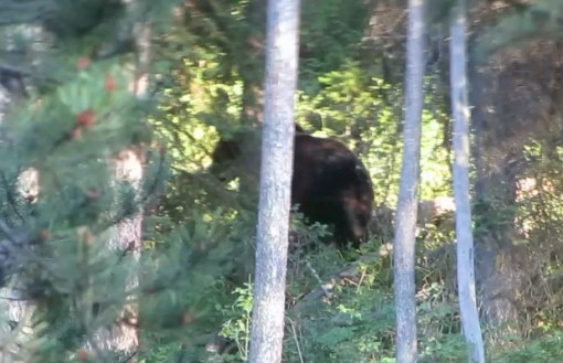 Trust me, there's a Grizzly Bear in there somewhere.